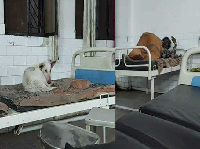 वीडियो-मिर्जापुर के सरकारी अस्पताल में कुत्तों का डेरा