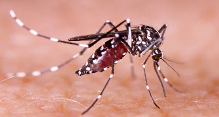 लखनऊ- अगर शहर में कही भी दिखे गंदगी या डेंगू के लक्षण-हेल्पलाईन नंबर पर कॉल करे