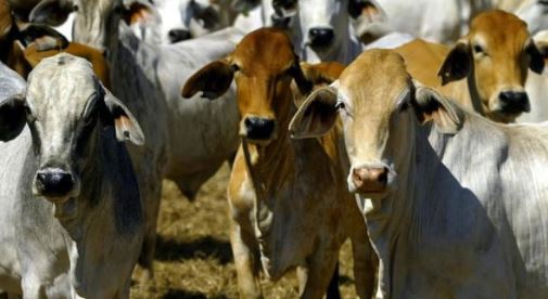 अब गायों की भी होगी यूनिक आई-डी- प्रदेश सरकार