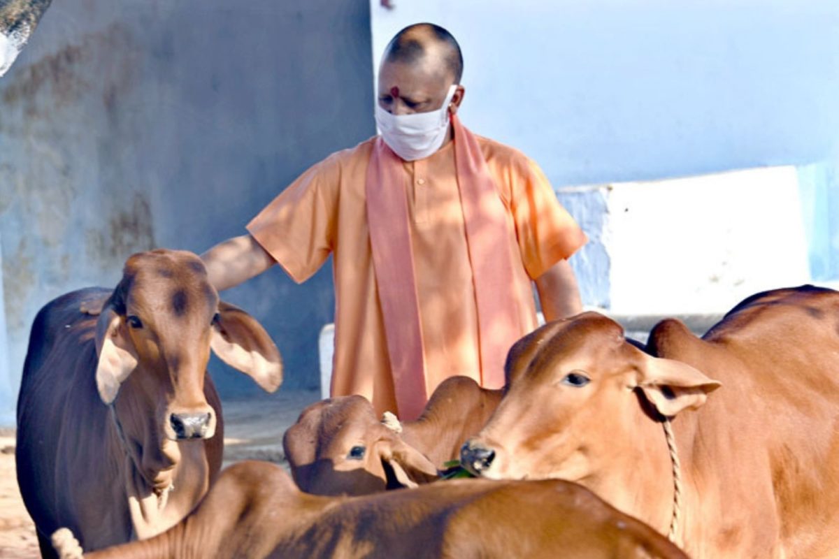 उत्तर प्रदेश सरकार ने गायों के लिए शुरू की 24 घंटे एम्बुलेंस सेवा
