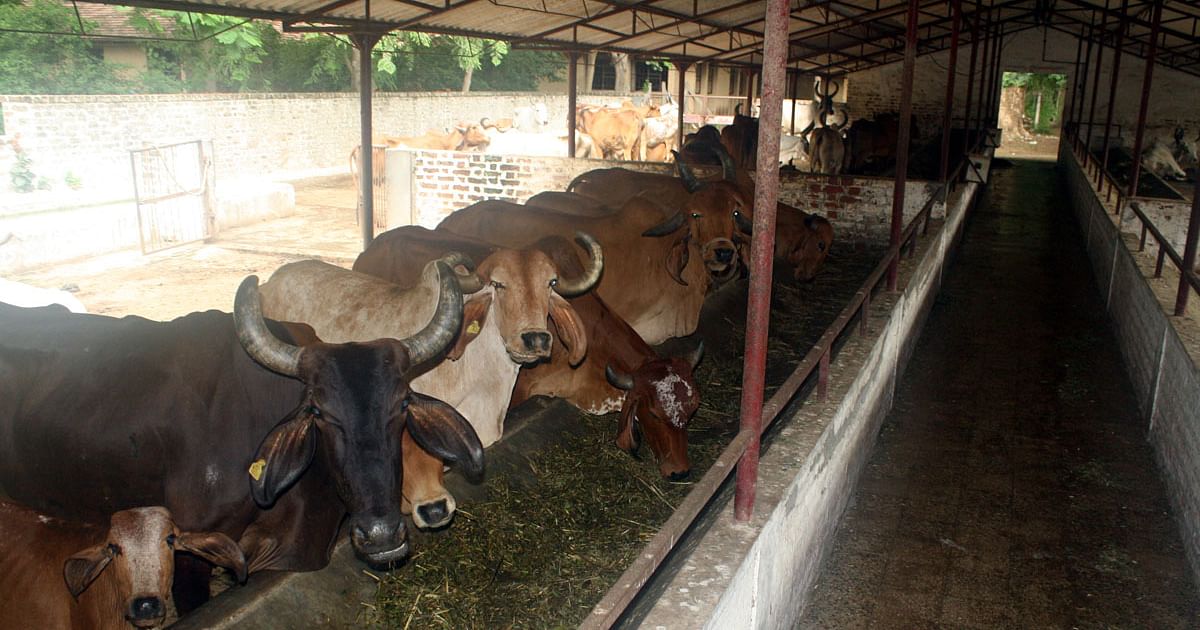 गौशाला में गायों के मृत पाए जाने पर राजनीति तेज हुई