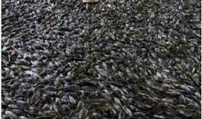 एक नदी अचानक काली हो गई, हजारों मछलियों की मौत हो गई