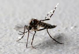 कानपुर जीका अलर्ट : इन मच्छरों के काटने से फैलता है 'जीका वायरस'